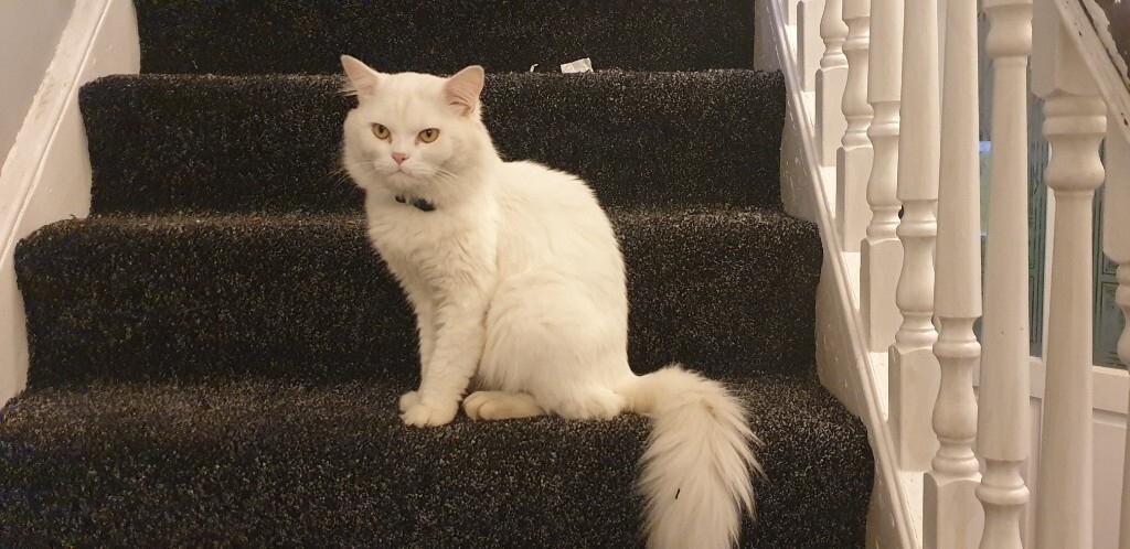 persian cats for sale gumtree